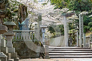 Konpira Shrine ( aka Konpira-san or Kotohira-Gu ). Cherry blossoms in the spring.