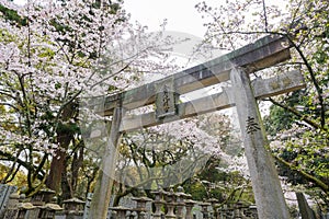 Konpira Shrine ( aka Konpira-san or Kotohira-Gu ). Cherry blossoms in the spring.