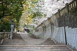 Konpira Shrine ( aka Konpira-san or Kotohira-Gu ). Cherry blossoms in the spring.