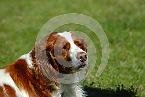 Kooikerhondje