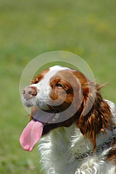 Kooikerhondje