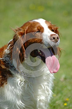 Kooikerhondje