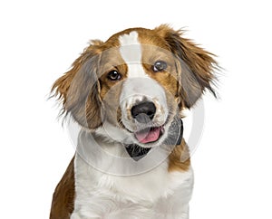 Kooikerhondje, 4 months old, in front of white background