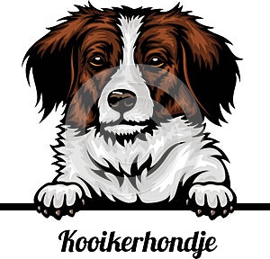 Kooikerhondje - Color Peeking Dogs - dog breed. Color image of a dogs head isolated on a white background