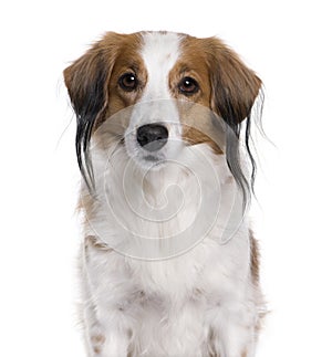 Kooikerhondje dog in front of white background