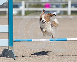 Kooikerhondje dogjumps over an agility hurdle