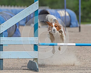 Kooikerhondje jumps over a hurdle during a dog agility course