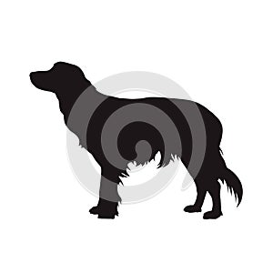 Kooikerhondje, little cager dog vector silhouette. Side view