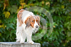 Kooikerhondje is standing on bench.