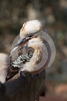 Kookabura sitting on a branch