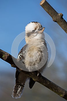 Kookabura sitting on a branch