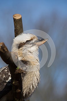 Kookabura sitting on a branch