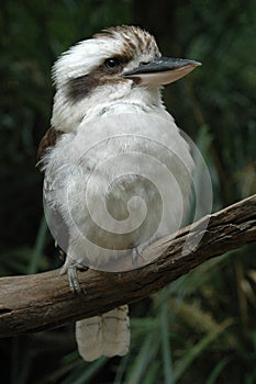 Kookaburra photo