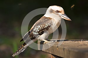 Kookaburra photo