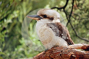 Kookaburra