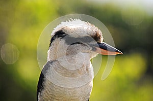 Kookaburra