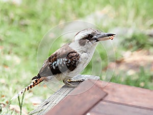 Kookaburra