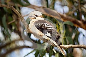 Kookaburra photo