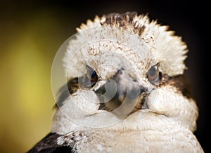 Kookaburra