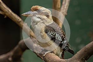 Kookaburra