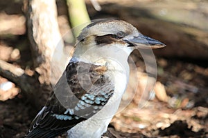 Kookaburra