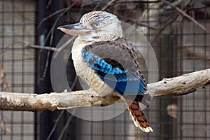 Kookaburra