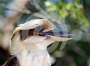 Kookaburra