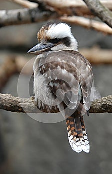 Kookaburra