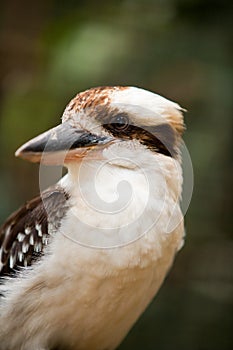 Kookaburra