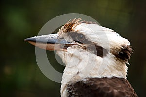 Kookaburra