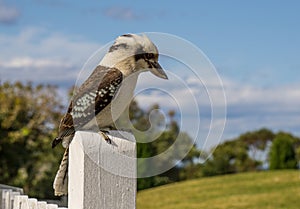 Kookaburra