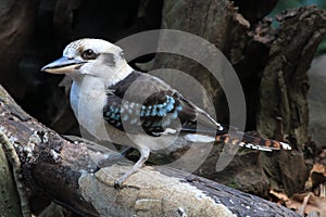 Kookaburra