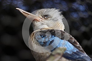Kookaburra