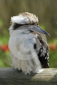 Kookaburra