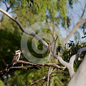 Kookaburra, Australia