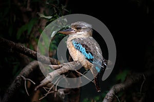 Kookaburra Australia laughing bird portrait. The blue winged kookaburra is perched on a branch