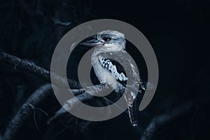 Kookaburra Australia laughing bird portrait. The blue winged kookaburra is perched on a branch