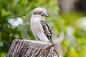 Kookaburra is Australian terrestrial tree kingfishers.