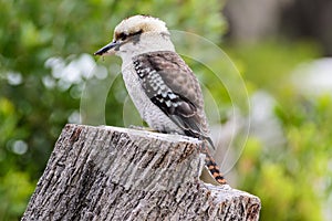 Kookaburra is Australian terrestrial tree kingfishers.