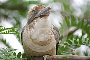 Kookaburra Baby