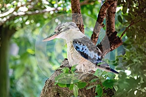 Kookaburra bird