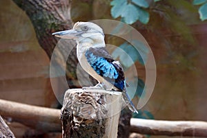 Kookaburra bird