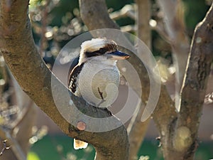 Kookaburra in tree Australian wildlife