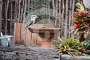Kookaburra on Bird Bath