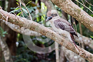 Kookaburra Bird on a branch