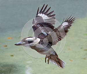 Kookaburra Bird in Flight