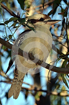 Kookaburra bird in gum tree