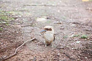 Kookaburra bird sitting on the ground.