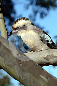 Kookaburra bird in tree