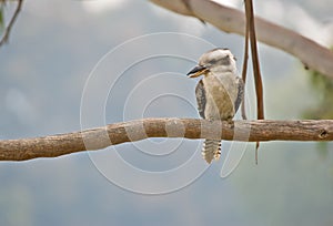 Kookaburra bird in tree